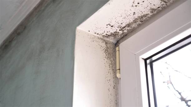 Reliable Carlsbad, NM Mold Removal Solutions