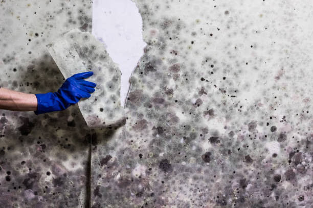 Best Commercial Mold Removal  in Carlsbad, NM